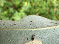 Phyllonorycter pastorella showing exuviae -11th October 2025 - Willington Wetlands - Tony Davison