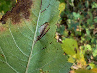 Phyllonorycter sorbi - 28th Oct 2025 - Staunton Harold Reservoir - Tony Davison