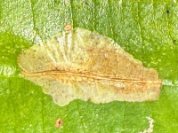 Phyllonorycter stettinensis - 28th Oct 2025 - Staunton Harold Reservoir - Tony Davison