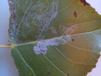 Phyllocnistis unipunctella - 28th October 2025  - Lombardy Poplar at King George Playing Fields, Derby Andrew John Shervill