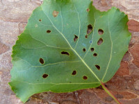 Incurvaria pectinea - Dave Evans