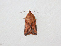 Light-brown Apple Moth - 30/11/2024 - Melbourne - Tony Davison