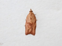 Light-brown Apple Moth - 30/11/2024 - Melbourne - Tony Davison
