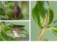 Rhopobota ustomaculana - 22nd January 2025 - Bray Clough - Christian Heintzen