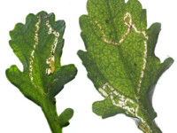 Bucculatrix nigricomella -  5th March 2025 - Glossop - Christian Heintzen