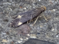 Oxypteryx atrella - 11th July 2025 - Cromford - Clive Ashton