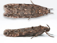 Teleiopsis diffinis - 22nd August 2025 - Glossop - Christian Heintzen