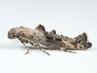 Epermenia chaerophyllella - 7th October - Glossop - Christian Heintzen 