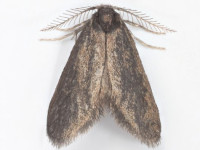Psyche casta - male - 9th June 2026 - Woodhead Reservoir (Derbyshire side) - Christian Heintzen