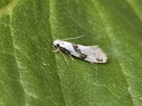 Nemapogon clematella - 24th June 2026 - Cromford - Clive Ashton