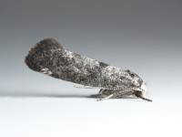 Paraswammerdamia_nebulella