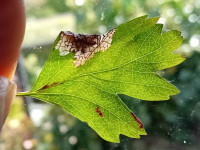 Parornix anglicella-29th Sept 2025-MarkhamVale-Mark Radford