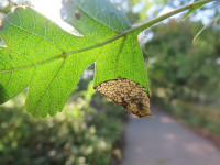 Parornix anglicella-13th Aug 2025 - Wyver Lane-Dave Evans