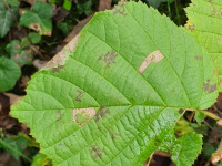 Parornix devoniella - Martin C Harvey