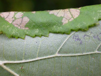 Parornix devoniella on Corylus - Steve Orridge