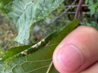 Parornix finitimella - 23rd Oct 2025 - Alvaston - Sam Goddard