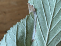 Parornix scoticella - on Whitebeam - 30th Aug 2025 - Shirland - Nikki Mahadevan