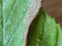 Parornix scoticella - on Whitebeam - 30th Aug 2025 - Shirland - Nikki Mahadevan
