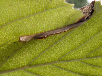 Parornix scoticella - on Whitebeam - 30th Aug 2025 - Shirland - Nikki Mahadevan