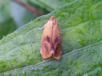 49.022 BF1000 - Ptycholoma-lecheana,-Linacre,-14th-June-2014