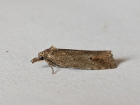 Phtheochroa inopiana - 1st record for VC57 Derbyshire - 25th June 2026 - Markham Vale - Sid Morris 