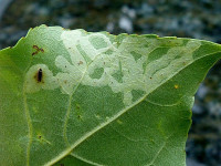 Phyllocnistis unipunctella - 12/09/2024 - Belper - Dave Evans