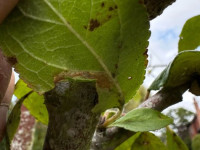 Phyllonorycter blancardella - on Apple - 1st Oct 2025 - Breadsall - Sam Goddard