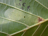 Phyllonorycter froelichiella - on Alnus glutinosa - Ashford in the Water SK1969 - Steve Orridge