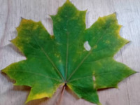 Phyllonorycter joannisi - on Norway Maple - Mark Radford