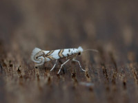Phyllonorycter joannisi - 16th July 2025 - Chaddesden -Neil Loverock 