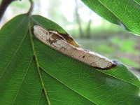Phyllonorycter-messaniella-12/9/24 - Dave-Evans