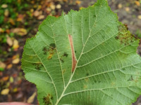 Phyllonorycter nicellii - Martin C.Harvey