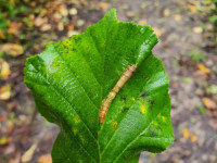 Phyllonorycter nicellii - Martin C.Harvey