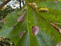 Phyllonorycter platani - 21st September 2024 , River Derwent, Derby - Neil Gregory