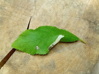 Phyllonorycter spinicolella - 29th Oct 2025 - Hall lane Pond, markham Vale - Mark Radford