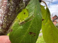 Phyllonorycter blancardella - on Apple - 1st Oct 2025 - Breadsall - Sam Goddard