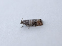 Piniphila bifasciana - 23rd June 2026 - Kings Newton - Tony Davison