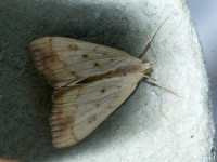 Evergestis extimalis - 12th August 2026 - Allestree - Stephen Plant.