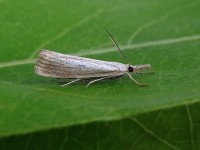 63.093 BF1304 - Straminella DSC00021