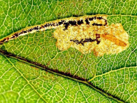 Stigmella incognitella - 5th August 2026 - leaf mine - Wyver Lane, Belper - Dave Evans