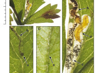 Stigmella poterii - f.serella - 13th September 2026 - Long Clough, Glossop - Christian Heintzen