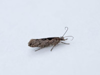 Ypsolopha vittella - 23rd June 2026 - Kings Newton - Tony Davison