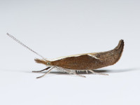 Ypsolopha_dentella_Lees_Hall_Long_Clough_22_07_2026