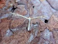 Oxyptilus distans - 1st VC57 record - 25th June 2026 - Kedleston Hall NT - Dave Evans