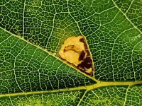 Ectoedemia heringi- on Oak - 4th Nov 2025 - Markham Vale-Mark Radford