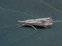 63.102 BF1316 - falsella 001411150
