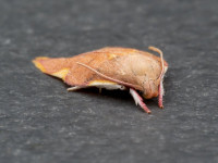 rpittam_20260822_Oak_Longhorn_Carcina_quercana-2