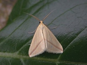 70.038 BF1716The VestalRhodometra sacraria