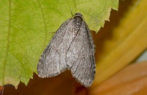 70.107 BF1795November MothEpirrita dilutata