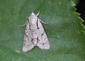 Grey/Dark Dagger - Acronicta tridens/ psi - Melbourne- Tony Davison